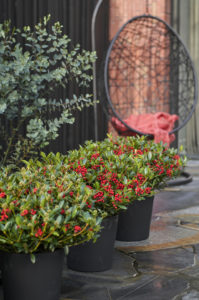 Tuinplant van de maand november  Skimmia | Tuinplant | winterharde plant | Artstone | Artstone planter | Tuinieren | planten | planttips | Easy gardening | tuinblog | plantinfo