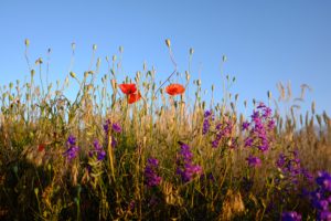 Waarom een bij-vriendelijke tuin zo belangrijk is