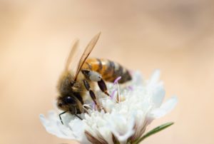 Waarom een bij-vriendelijke tuin zo belangrijk is